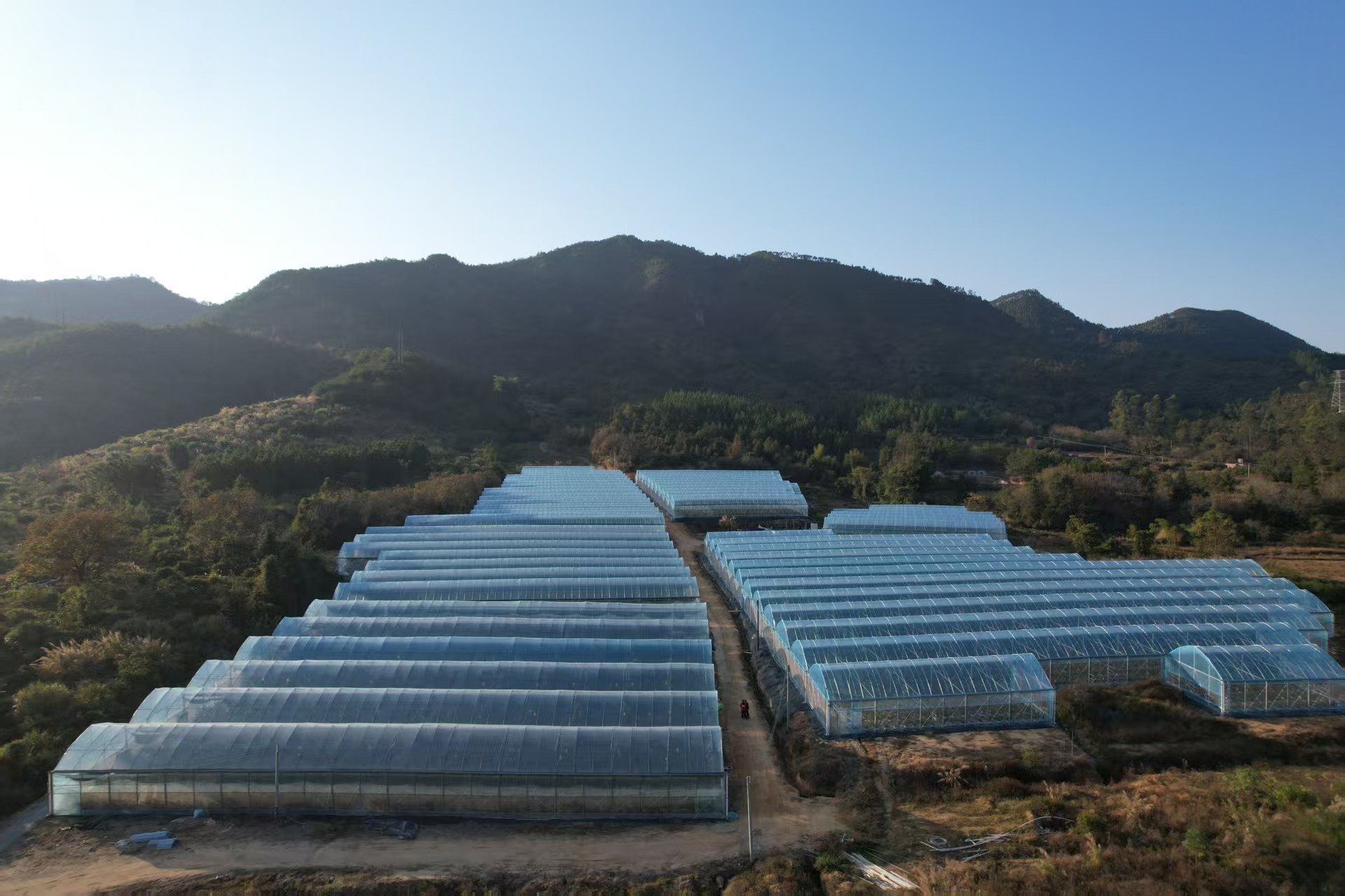 深圳帮扶 “造血”!河源上莞 “蓝莓 + 追龙”融合爆火 解锁乡村振兴新密码