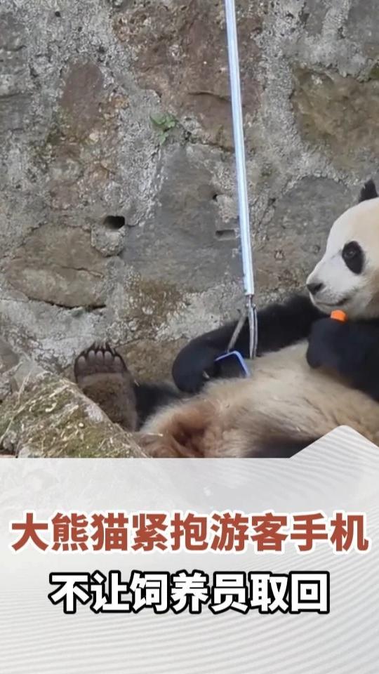大熊猫紧抱游客手机，不让饲养员取回，工作人员：最后熊猫玩够了才放开