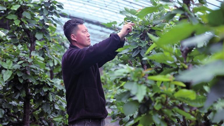 西峰区肖金镇米王村万润园种养殖农民专业合作社樱桃大棚内，果农正穿梭于林间疏果、摘心。
