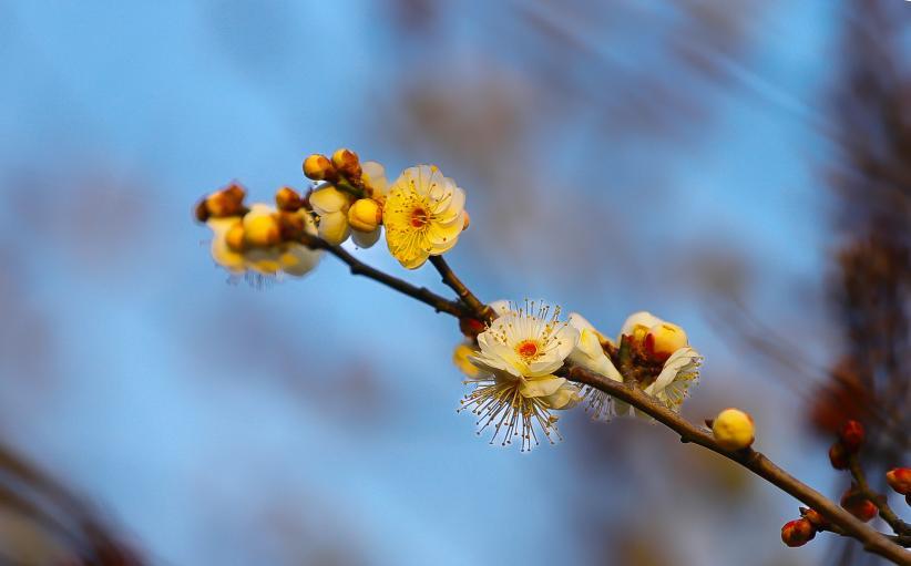 嫩黄的梅朵缀在枝间,纤长的花蕊顶着暖红的芯,裹着春阳亮得鲜活。宋金勇 摄
