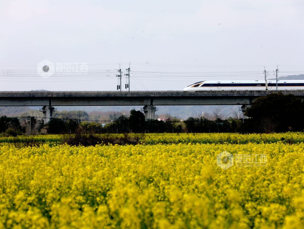 江西分宜:列车穿行春日花海(图)