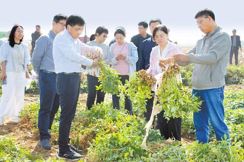 2025年9月20日，中国农业科学院油料作物研究所、河南工业大学、河北省农林科学院粮油作物研究所等高校院所专家在邢台市巨鹿县高油酸花生田里查看花生单株结果量。赵继玉摄
