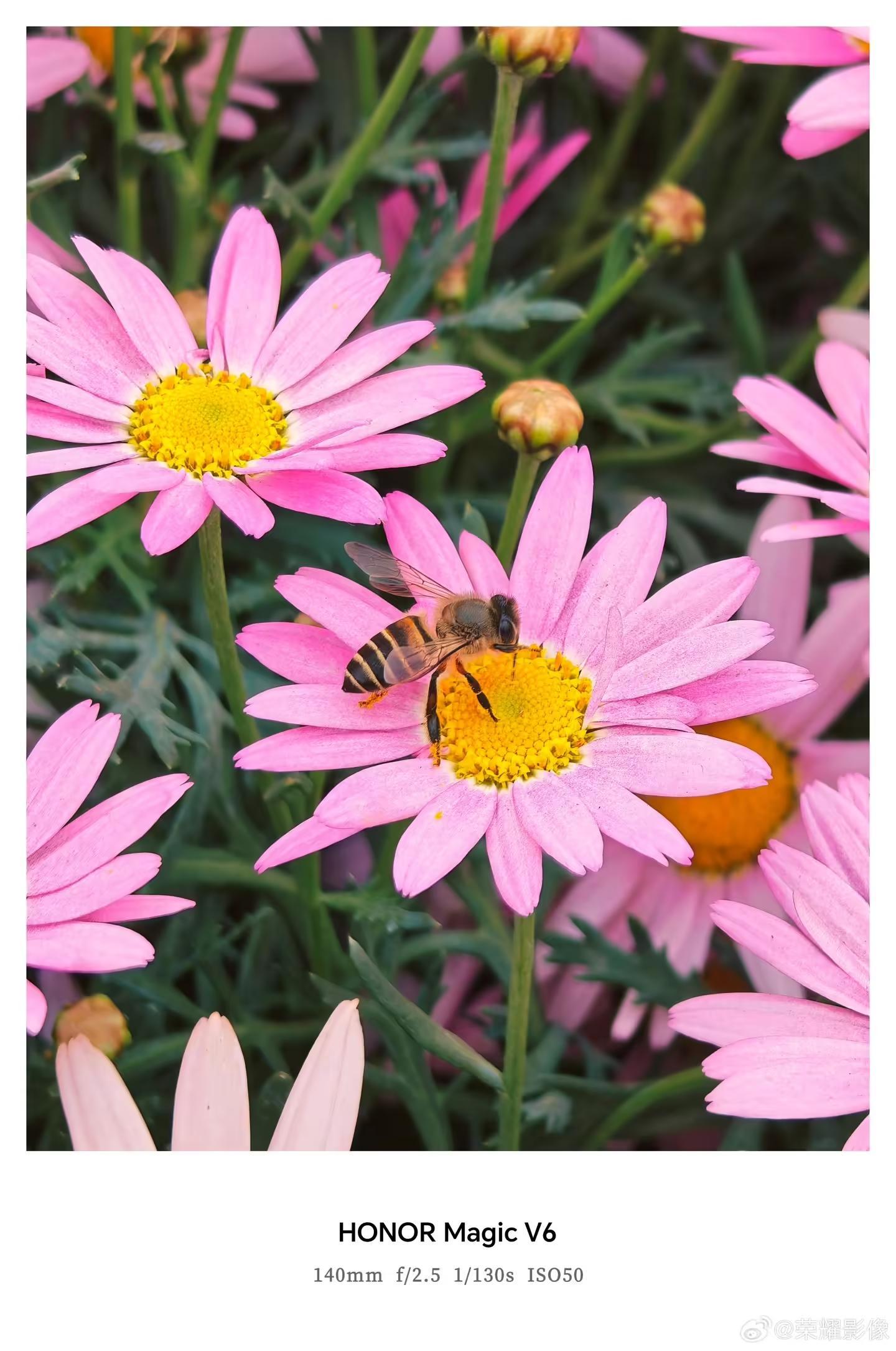 荣耀Magic V6折叠屏新机拍摄样张公布,AiMAGE影像加持