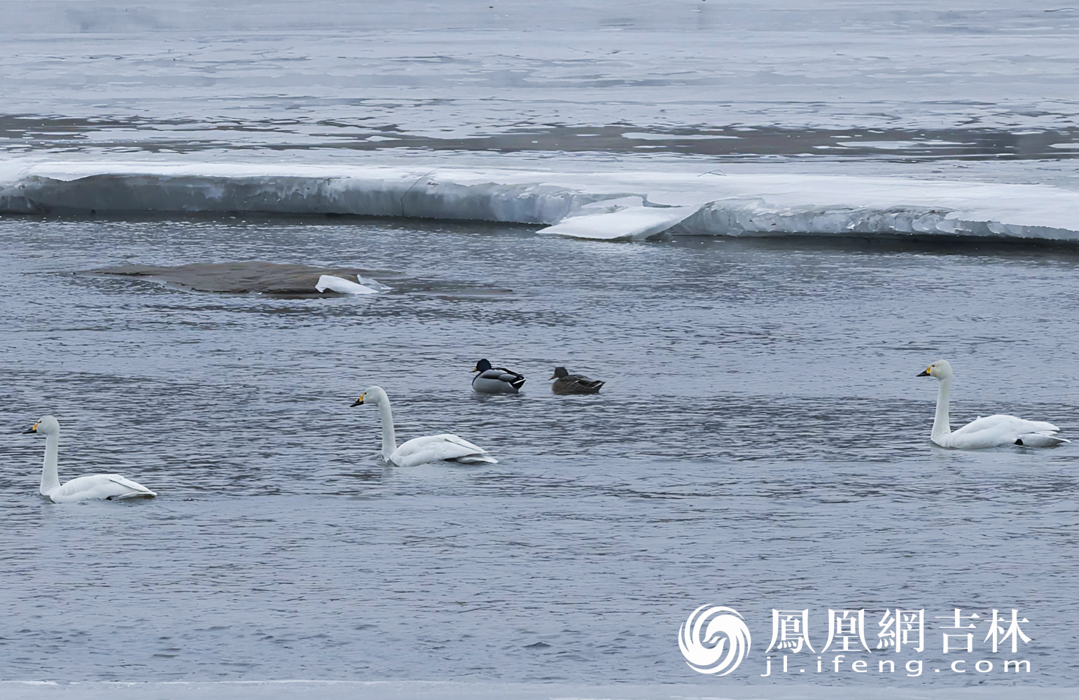 图集丨长春伊通河飞来三只白天鹅