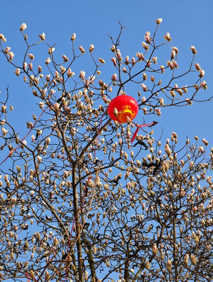 蓝天衬着满树玉兰花苞,喜庆的红灯笼坠在枝间。郭宝安 摄