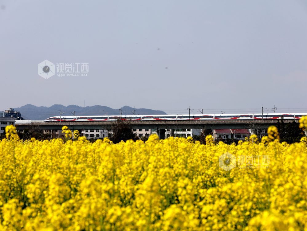 江西分宜:列车穿行春日花海(图)
