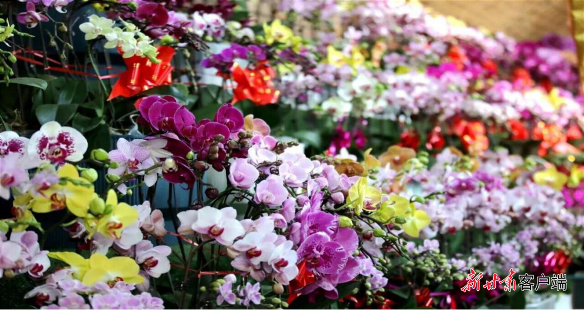 临洮县年宵花市姹紫嫣红的蝴蝶兰