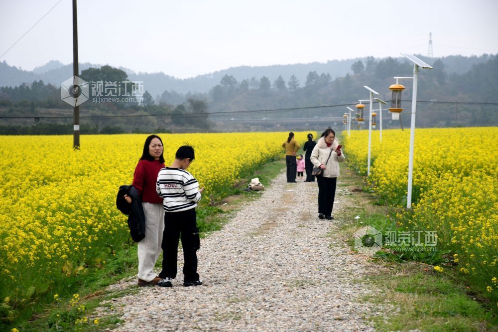 江西南丰：油菜花开游客来（图）
