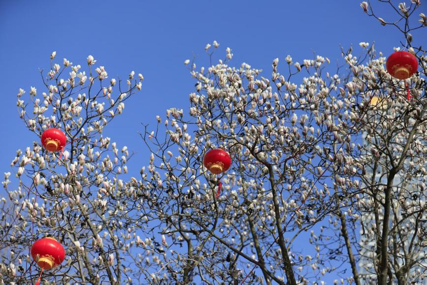 白玉兰花苞簇满枝桠，衬着湛蓝天色，红灯笼点缀在其间。刘宗丽 摄