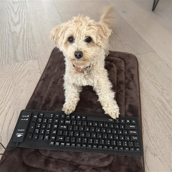 离谱！工程师让小狗乱按键盘：AI竟真把乱码做成了游戏