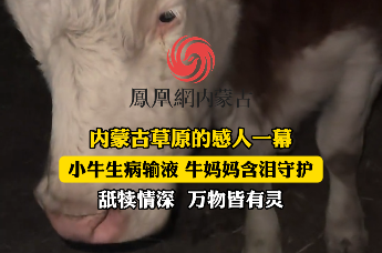内蒙古草原的感人一幕，小牛生病输液 牛妈妈含泪守护，舐犊情深 ，万物皆有灵
