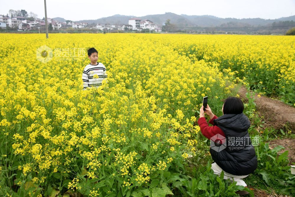 江西南丰：油菜花开游客来（图）