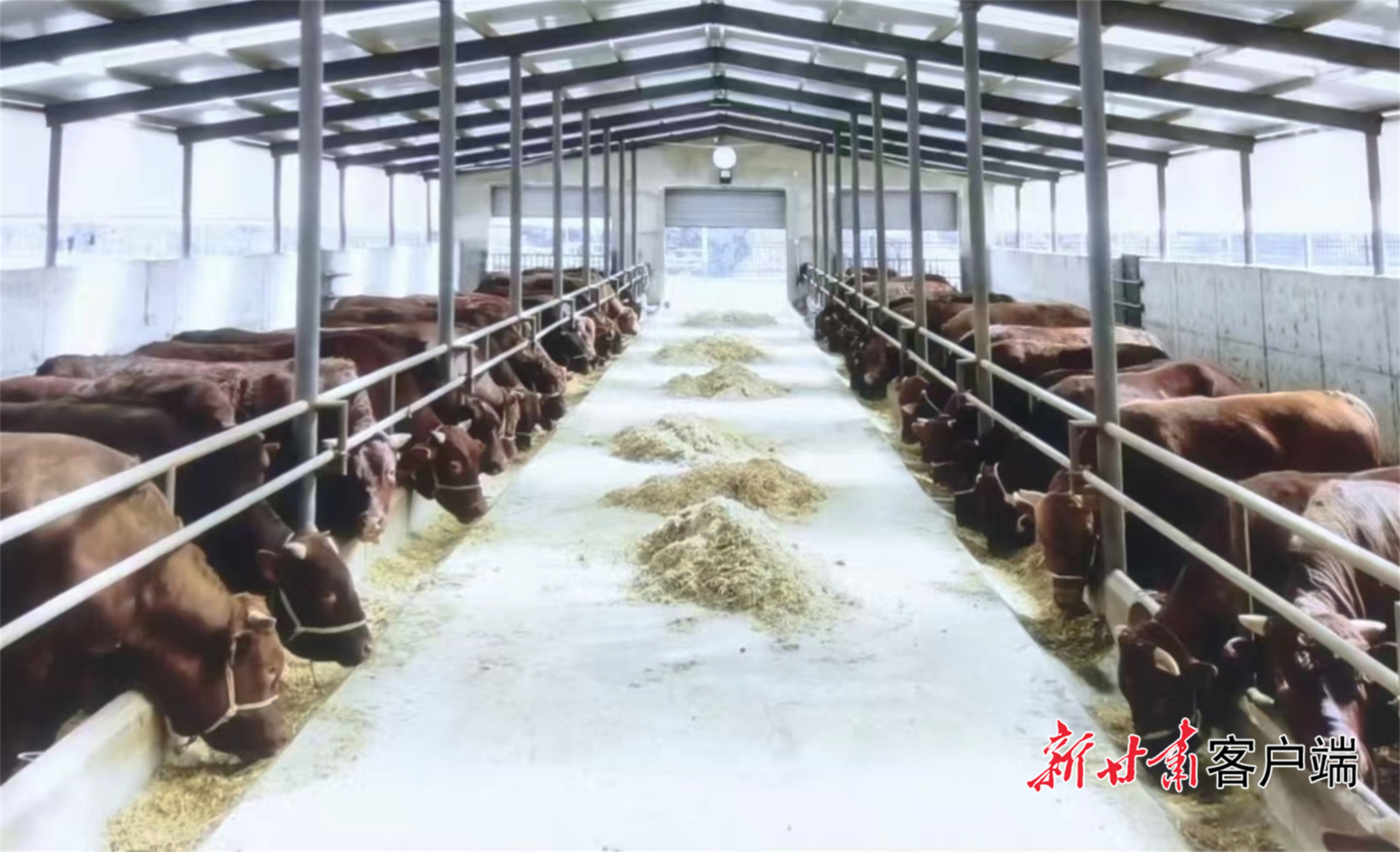 酒厂养殖了100多头平凉红牛