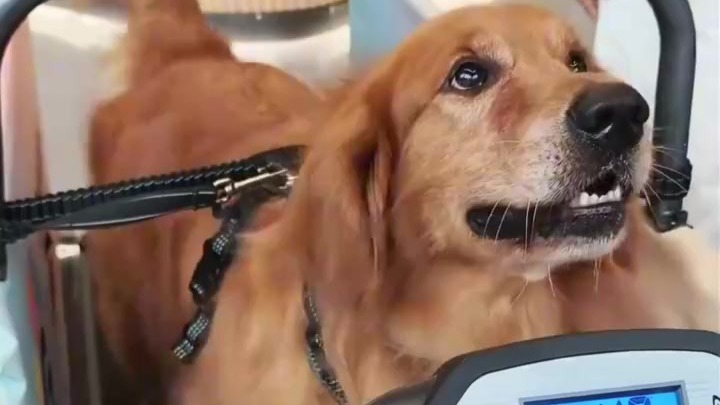 上海一宠物健身房月卡近2000元：包含每日跑步、4次游泳、4次按摩