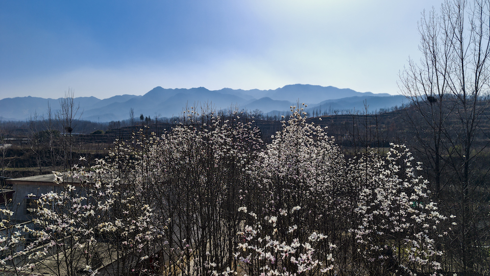 河南魯山:辛夷花開報春來 如詩如畫醉游人