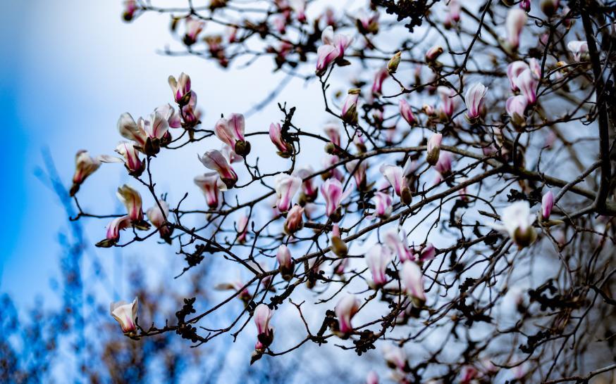 粉白玉兰栖在枝桠，花瓣尖晕着淡紫，像春把柔纱裁成了花。刘晶 摄