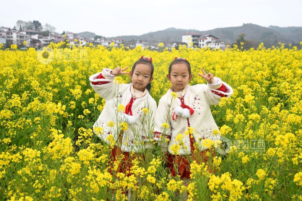 江西南丰：油菜花开游客来（图）