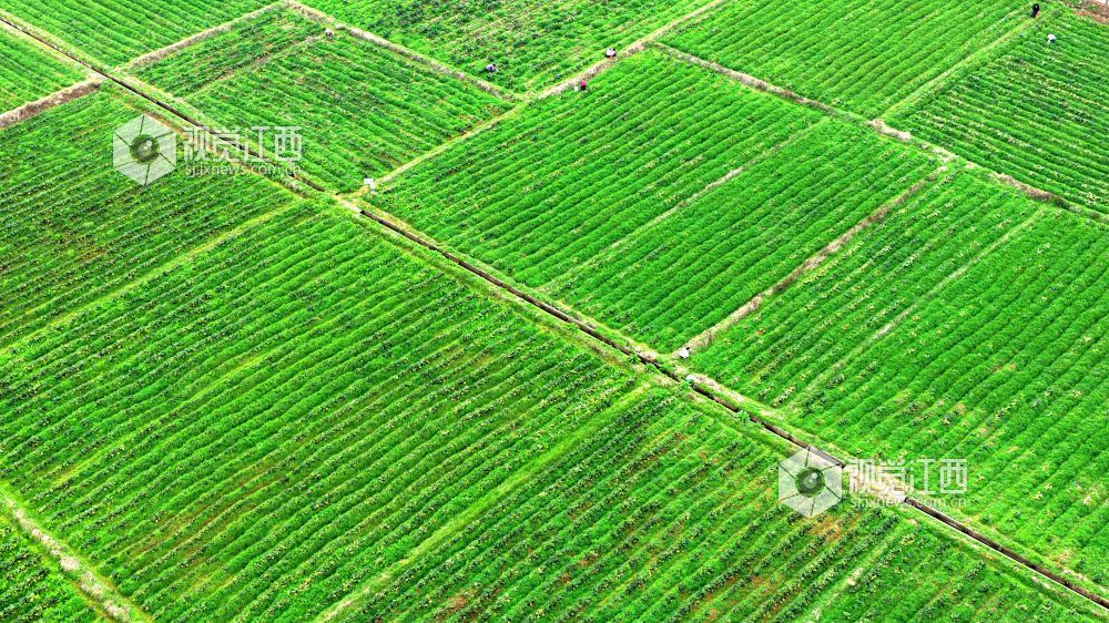 2026年2月27日,江西省吉安市峡江县巴邱镇坳上村,村民在田间劳作。