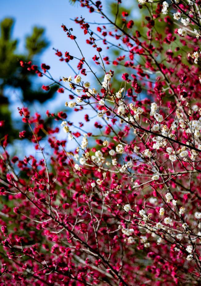 红瓣裹枝，白蕊点缀在其间，像是春把颜料泼在了晴空下。刘晶 摄