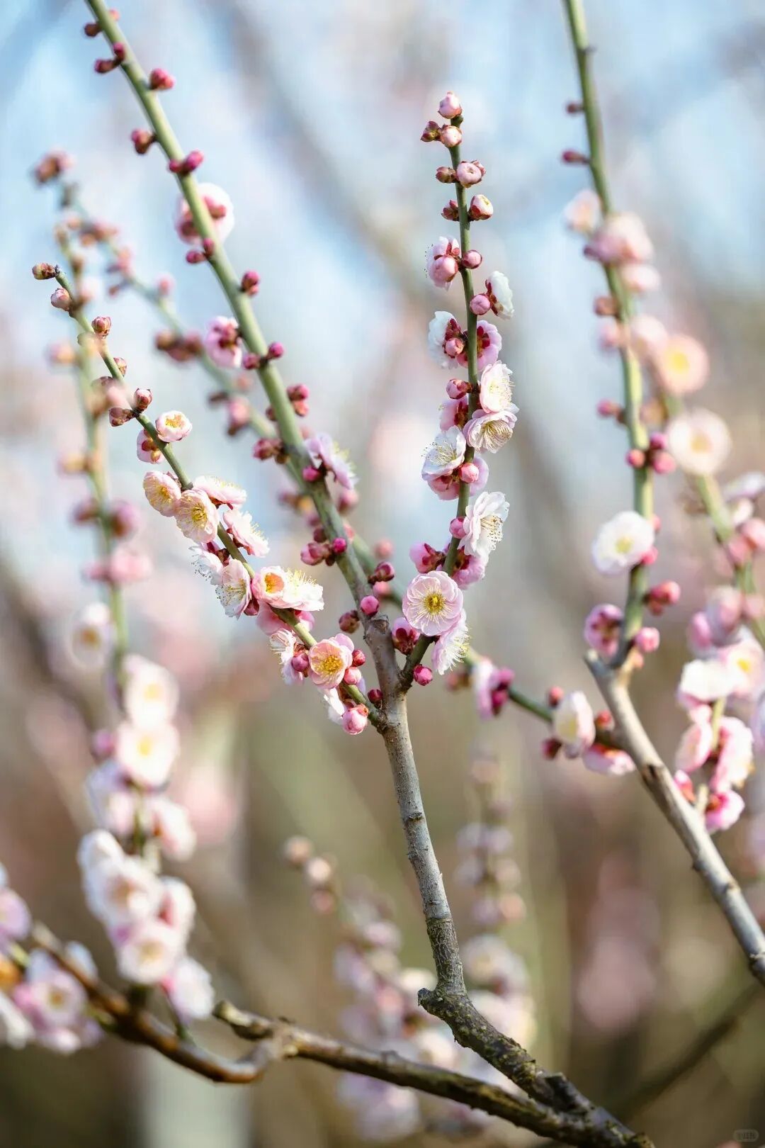 植物园花讯🌸冬日渐暖,梅香先至_4_宁波植物园_来自小红书网页版.jpg