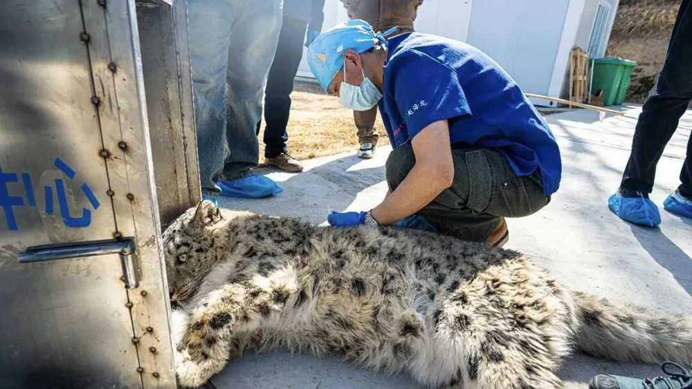 西宁一只野生雪豹误入城区仓库获救助 可能来自祁连山余脉