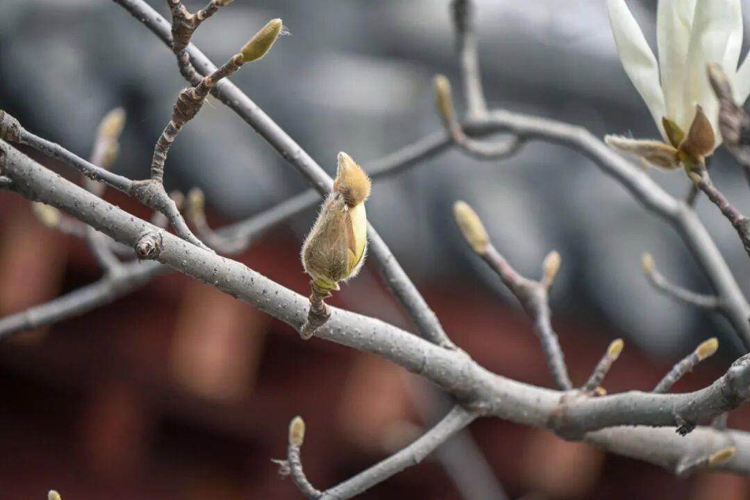 摄影:邵凯 2026年2月于趵突泉公园