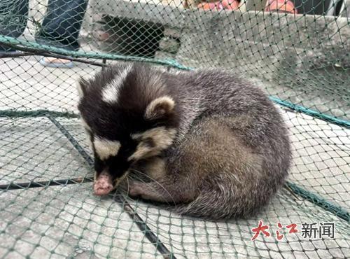 闯入民宅的花面狸
