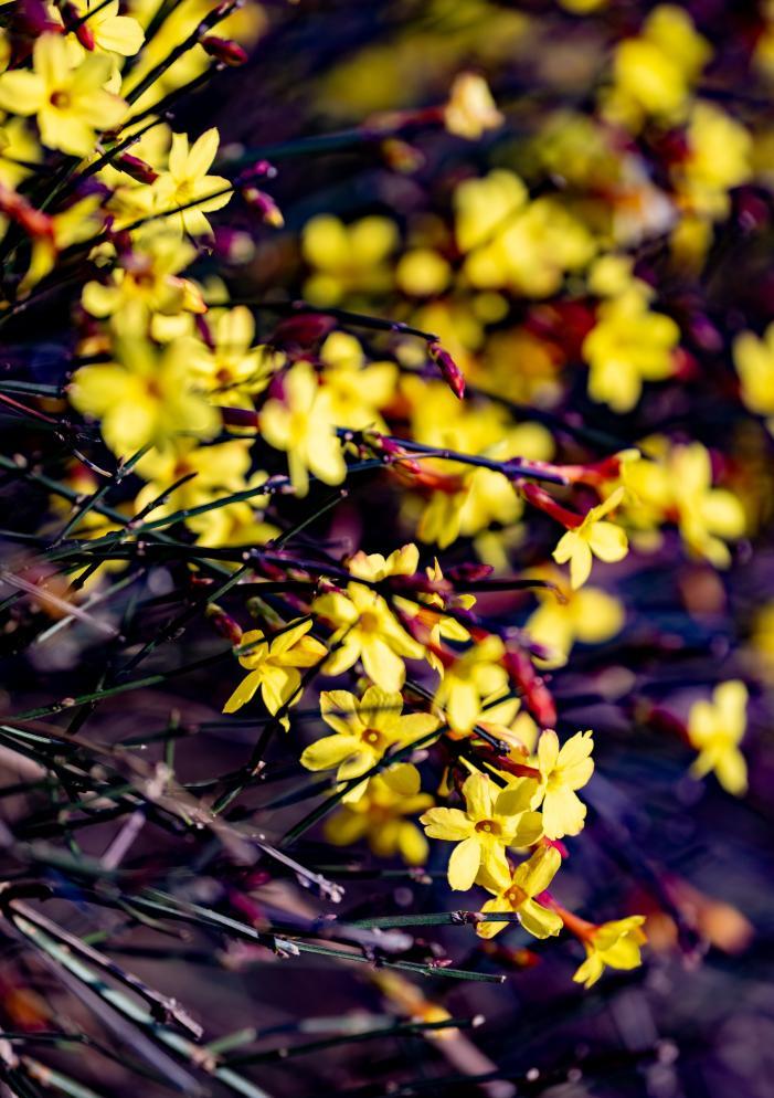 细枝间，嫩黄小花挤作团，瓣尖沾着春的暖。刘晶 摄