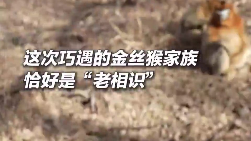 新春走基层丨秦岭深处护林人