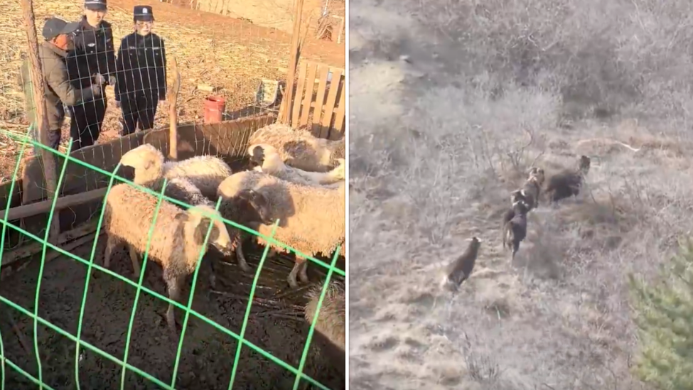 领头羊与主人赌气多次带羊离家出走，警察上门劝导羊