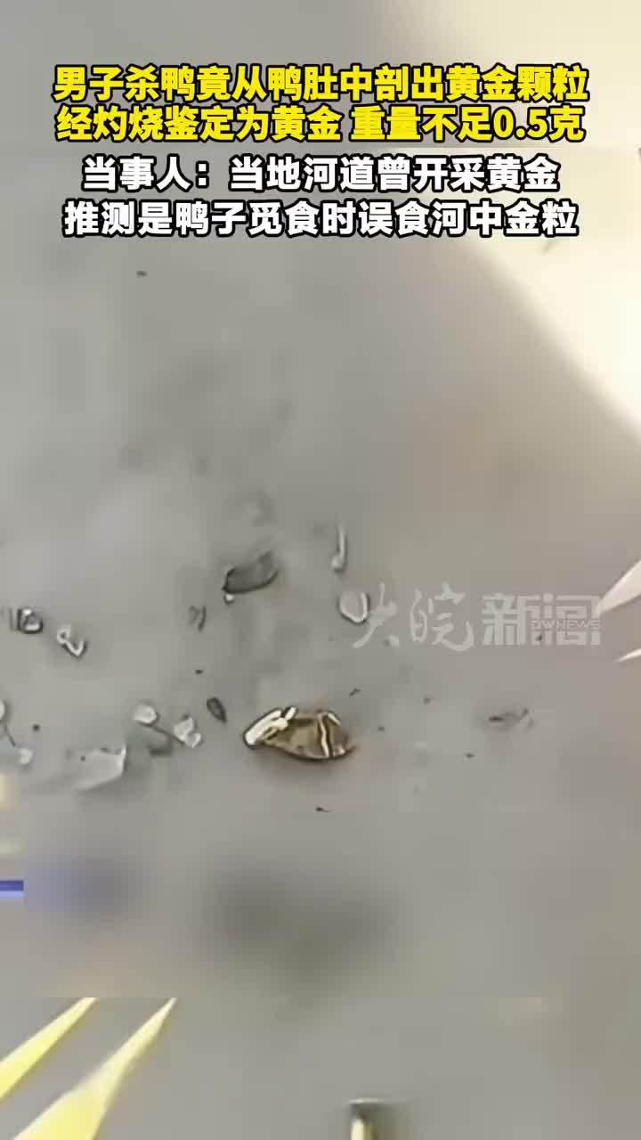 男子杀鸭竟从鸭肚中剖出黄金颗粒，经灼烧鉴定为黄金 重量不足0.5克，当事人：当地河道曾开采黄金，推测是鸭子觅食时误食河中金粒