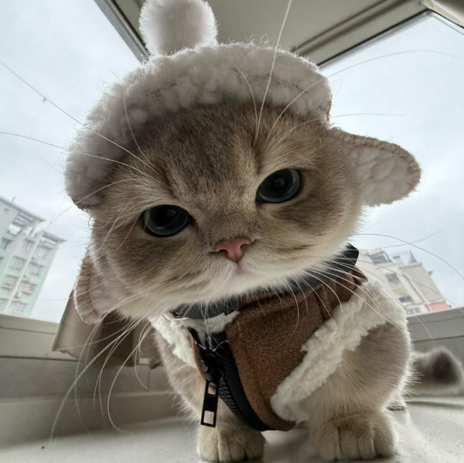 2026玻璃胃猫咪的猫粮推荐:护肠软便克星,精准适配全场景需求