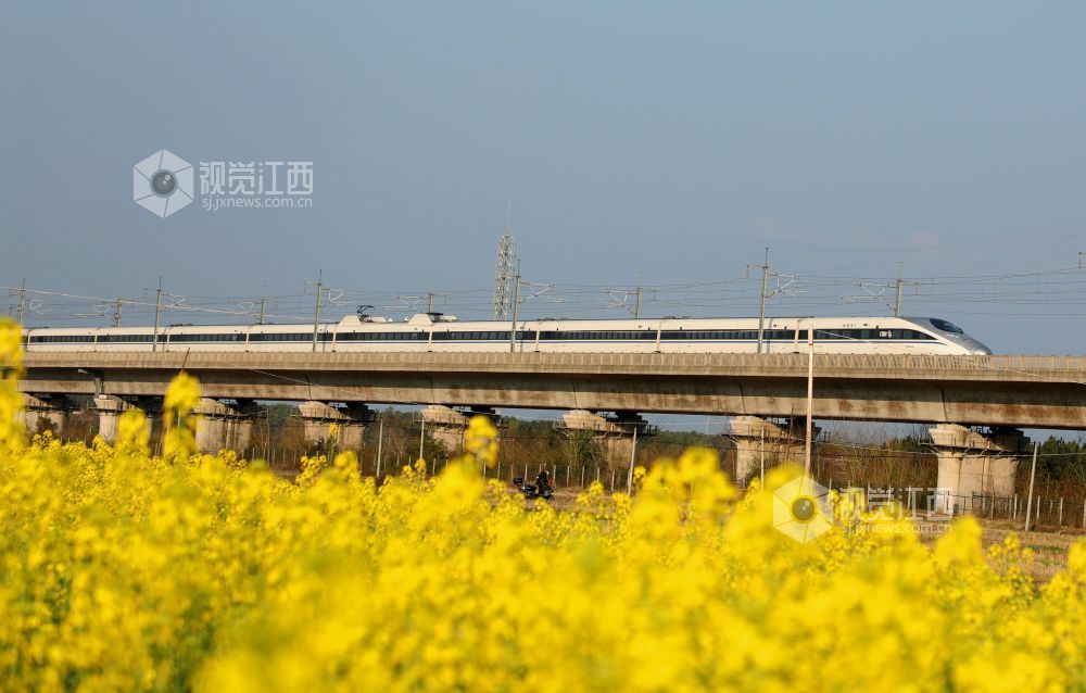 2026年2月22日，江西省吉安市泰和县塘洲镇土洲村境内，一列高铁动车奔驰在昌赣高铁云亭河特大桥上，穿越花海，驶向春天。