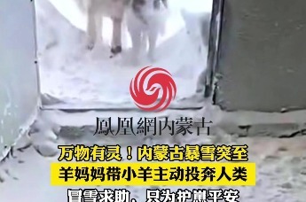 万物有灵！内蒙古  一地下暴雪   羊妈妈带孩子“投奔”人类，请求主人进屋