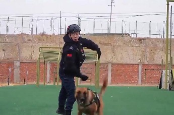 公安机关新质战斗力 | 克拉玛依：警犬实战练精兵