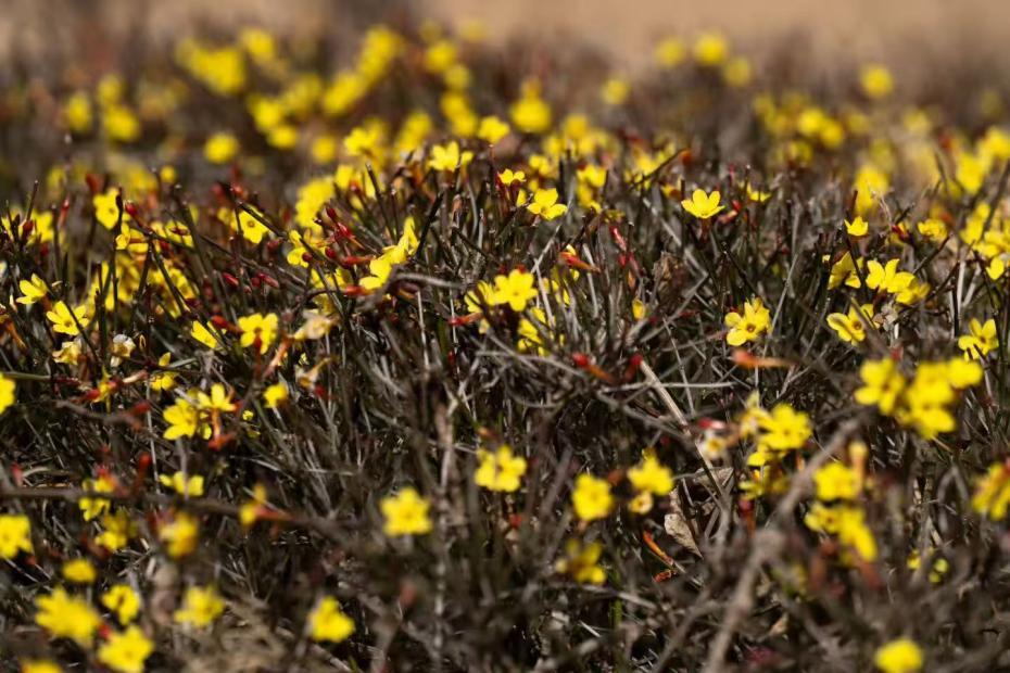丛细枝间攒满了嫩黄小花,像撒了一把碎金,鲜亮得晃眼。武爱民 摄