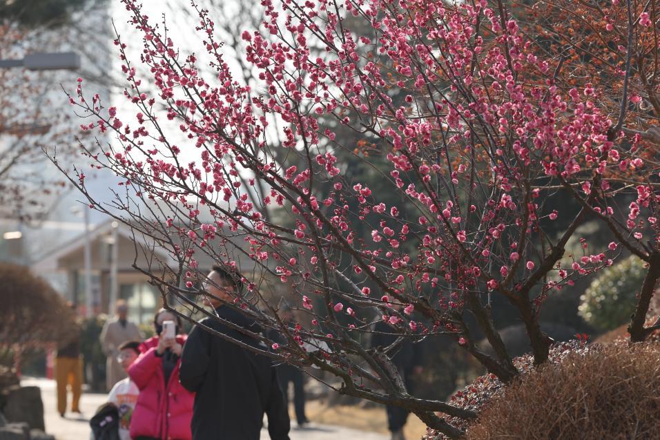 春日暖阳如纱倾洒,公园里红粉白紫争奇斗艳,引得市民纷至沓来。宋年升 摄