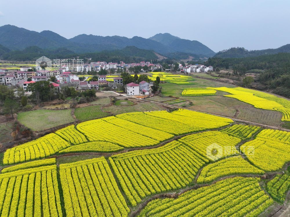2026年2月23日,江西省井冈山市碧溪镇游家村,金黄的油菜花与村庄农房、大山相映成景,春日田园美丽如画。