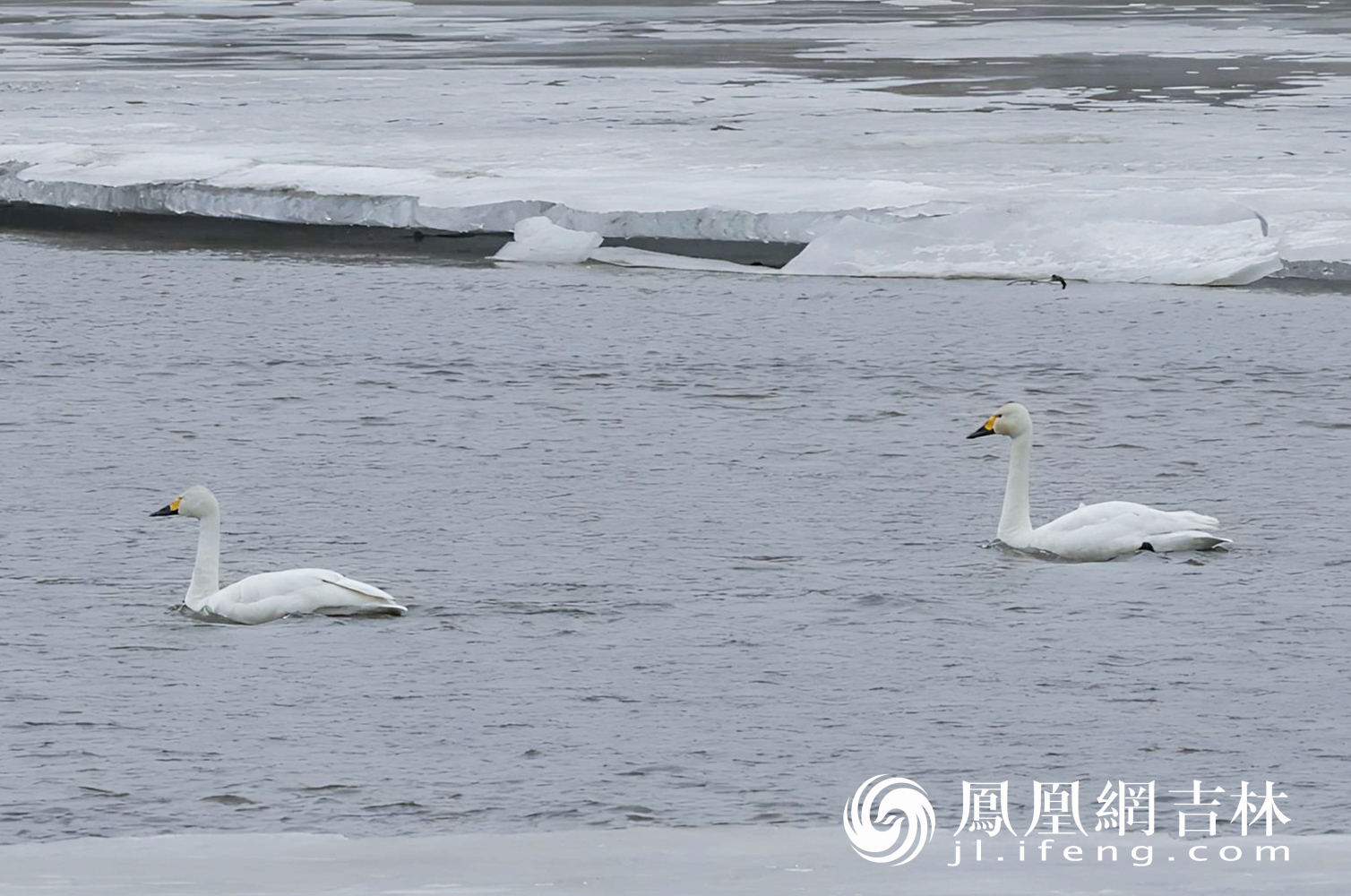 图集丨长春伊通河飞来三只白天鹅