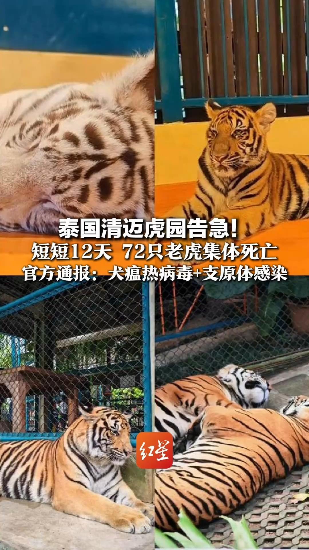 泰国清迈虎园告急！短短12天 72只老虎集体死亡 官方通报：犬瘟热病毒+支原体感染 传染性虽强，但不会传染人