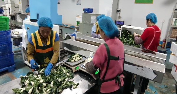 稳供港澳“菜篮子”的安心与美味 珠海农控春节坚守不缺位