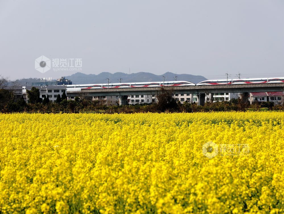 江西分宜:列车穿行春日花海(图)
