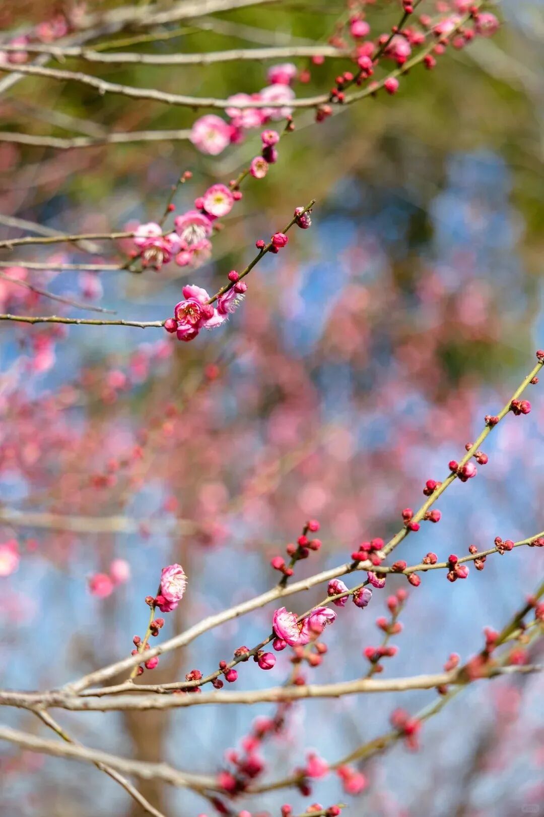 植物园花讯🌸冬日渐暖,梅香先至_5_宁波植物园_来自小红书网页版.jpg