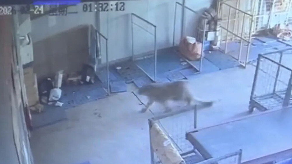 北山湟水河市场货运部监控画面