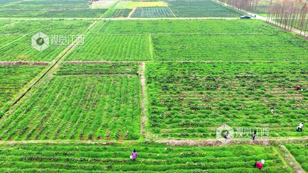 2026年2月27日,江西省吉安市峡江县巴邱镇坳上村,村民在田间劳作。