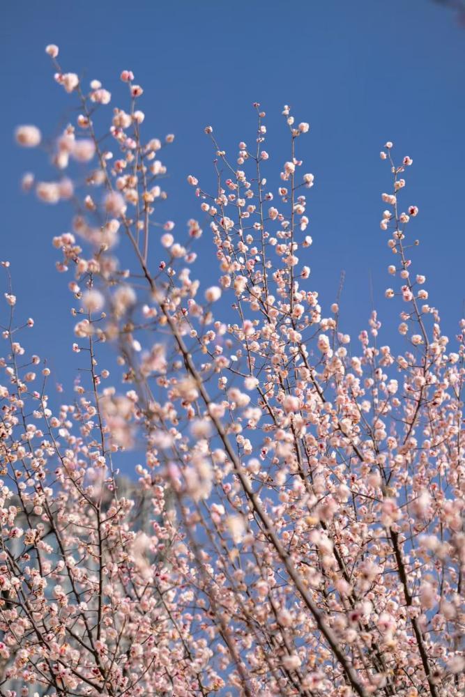 蓝天作底,枝桠间攒满粉白小花,像揉碎的云絮缠在梢头。武爱民 摄