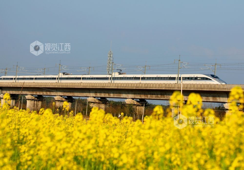 2026年2月22日，江西省吉安市泰和县塘洲镇土洲村境内，一列高铁动车奔驰在昌赣高铁云亭河特大桥上，穿越花海，驶向春天。