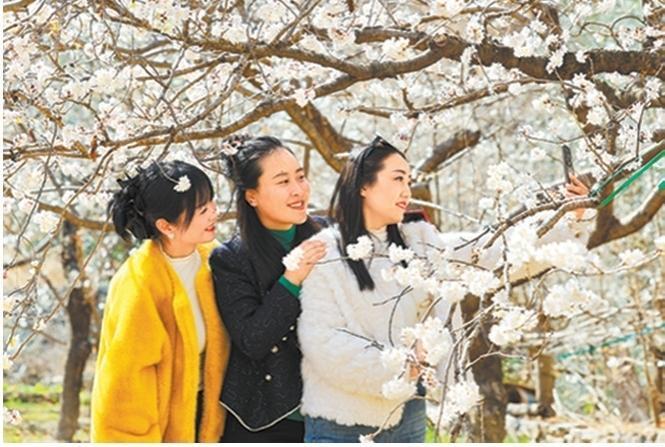 陇南市武都区石家庄村樱桃花盛开，游客观赏拍照。　新甘肃&middot;甘肃日报通讯员　冉创昌