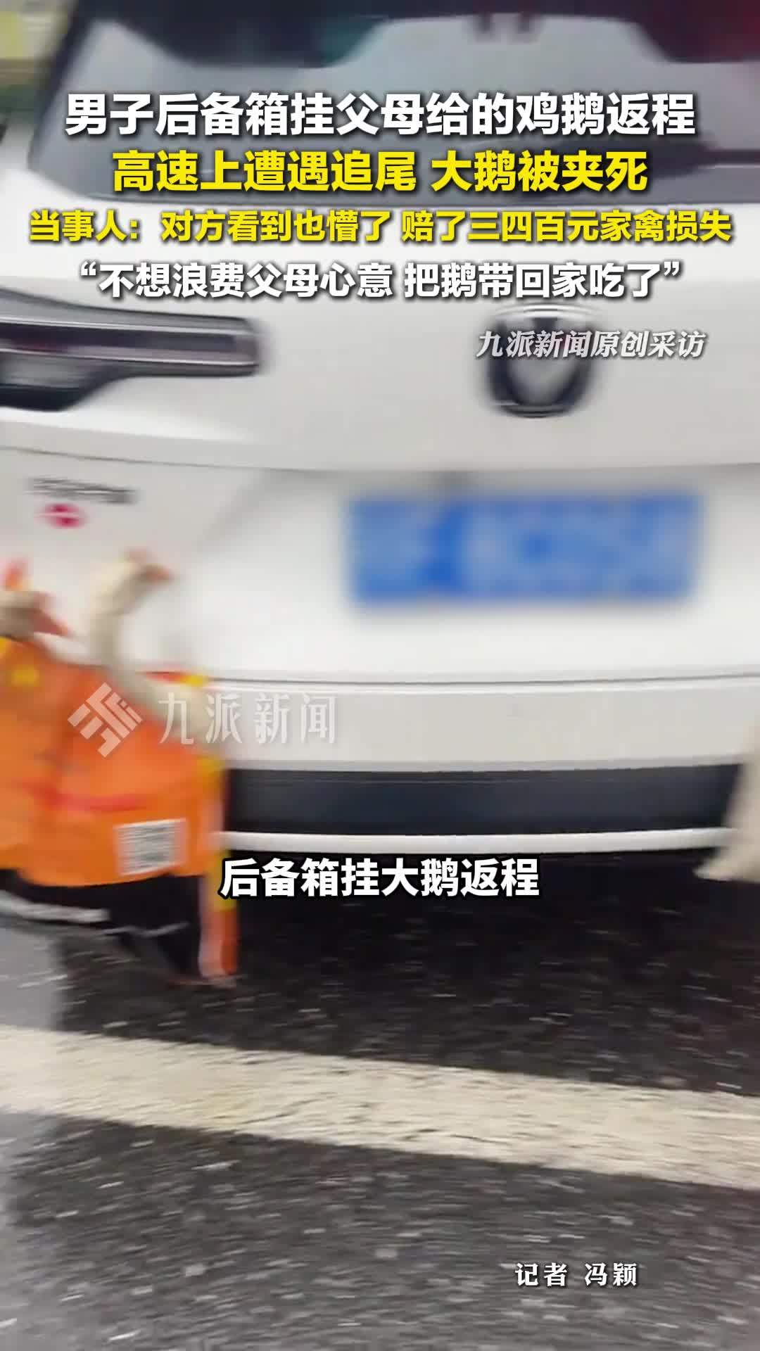 男子后备箱挂鹅遭追尾鹅被夹死，不想浪费父母心意，带回家吃了