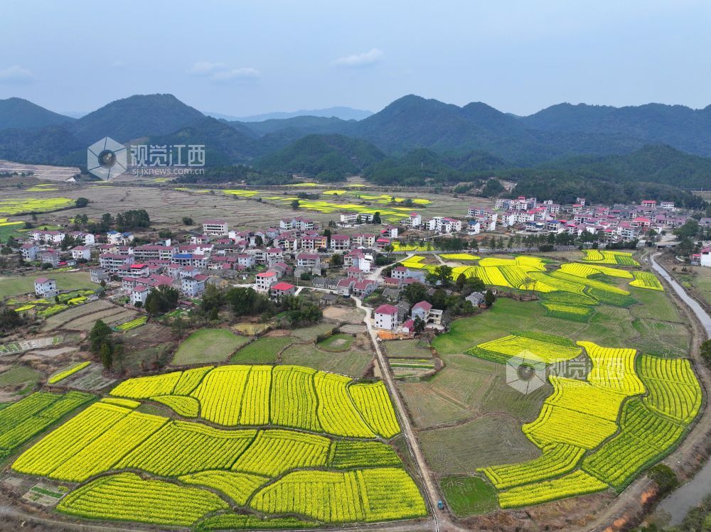 2026年2月23日,江西省井冈山市碧溪镇游家村,金黄的油菜花与村庄农房、大山相映成景,春日田园美丽如画。